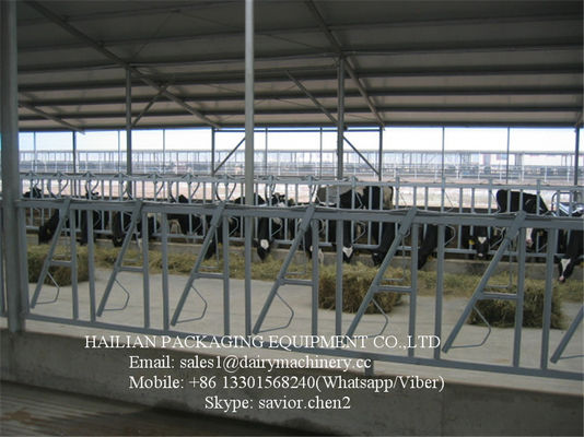 Cattle crush Head Lock Farm Equipment Hot-galvanized Steel Pipe